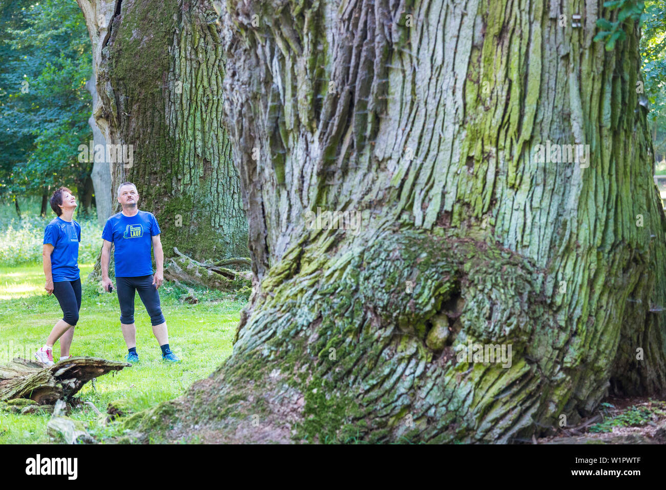 Jogger nehmen einen Rest an der berühmten 000 Jahre alten Eichen in Ivenack, Eichen von Ivenack, Mecklenburgische Seenplatte, Mecklenburger Seenplatte, Ivenack, sind Stockfoto
