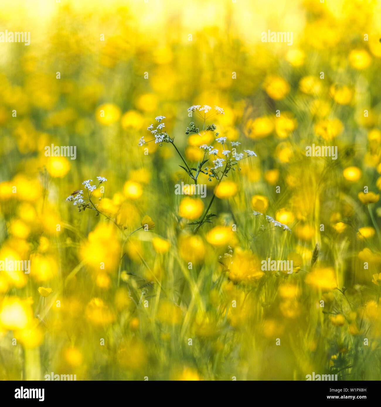 Deutschland, Bayern, Alpen, Oberallgaeu, Oberstdorf, Sommer Landschaft mit Blumenwiese, Sommerferien, Blumen, Biodiversität Stockfoto