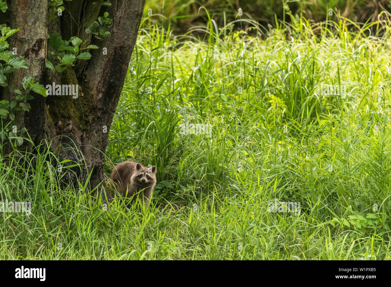 Biosphärenreservat Spreewald, Brandenburg, Deutschland, Naherholungsgebiet, Wüste, Waschbär, Waschbären Familie im Gras Stockfoto