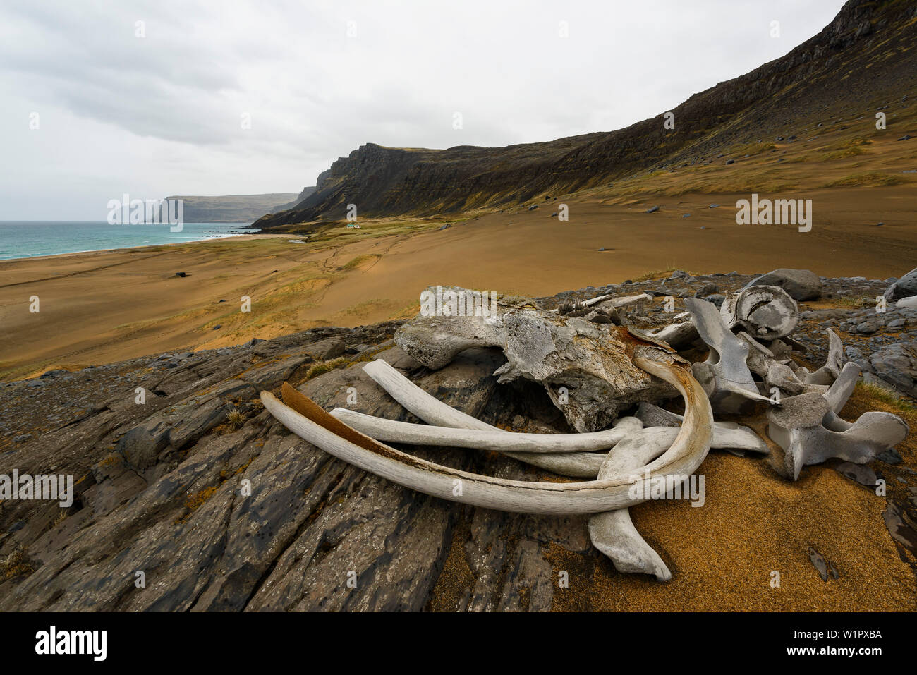 Walknochen vor einem Sandstrand an der Westküste von Island Stockfoto