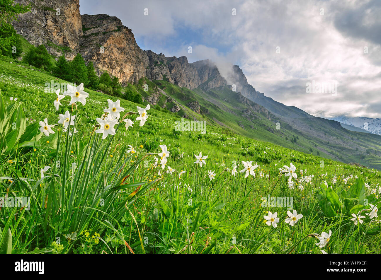 Narzisse in Blüte mit Cottischen Alpen im Hintergrund, Narzissen, das Tal Val Varaita, Cottischen Alpen, Piemont, Italien Stockfoto