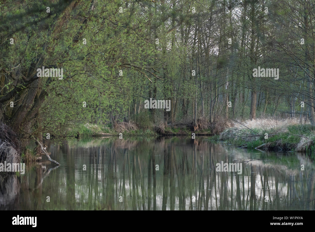 Flusslandschaft im Frühling vor dem Sonnenaufgang im Spreewald Stockfoto
