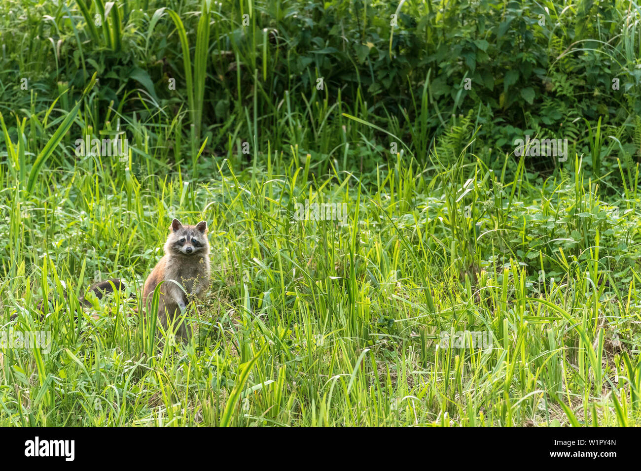 Biosphärenreservat Spreewald, Brandenburg, Deutschland, Naherholungsgebiet, Wüste, Waschbär im Gras Stockfoto