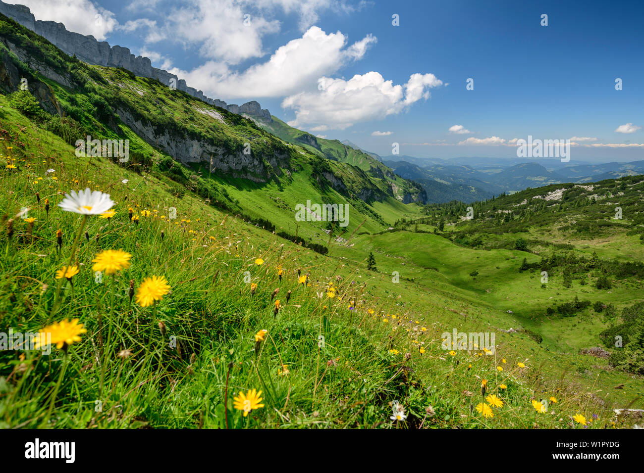 Wiese mit Blumen mit Plateau Gottesackerplateau im Hintergrund, Allgaeuer Alpen, Tal der Walsertal, Vorarlberg, Österreich Stockfoto