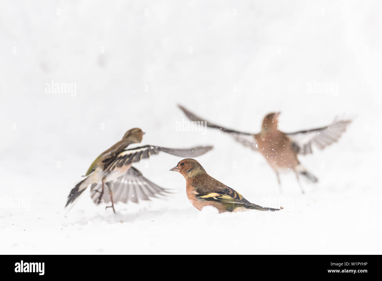 Deutschland, Bayern, Alpen, Oberallgaeu, Oberstdorf, Mountain Finch im Schnee, Singvögel, Vogel, Finken, Winterfütterung Stockfoto