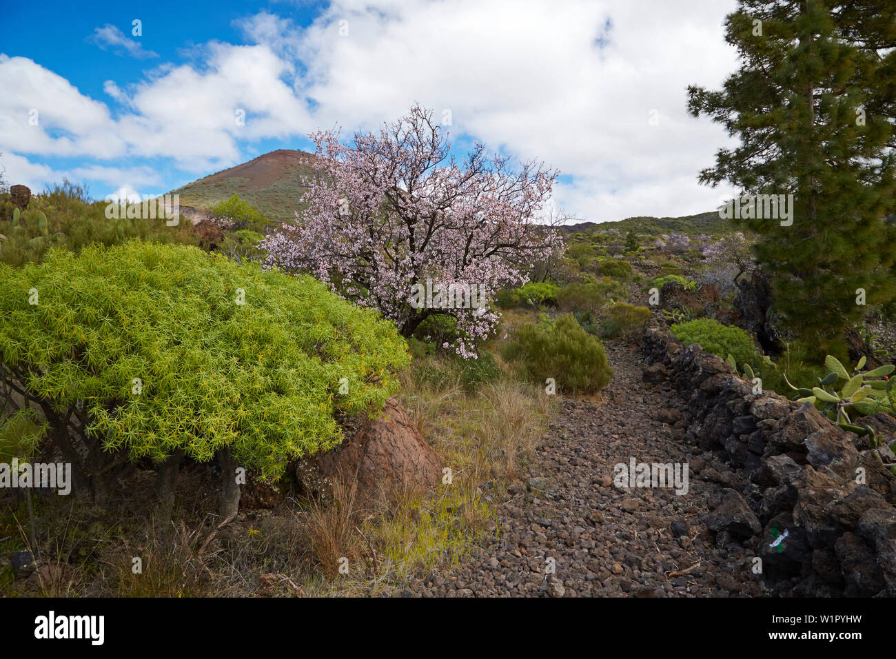 Blüten der Mandelbäume in Las Manchas in der Nähe von Santiago del Teide, Teno-gebirge, Teneriffa, Kanarische Inseln, Islas Canarias, Atlantik, Spanien, Europ. Stockfoto