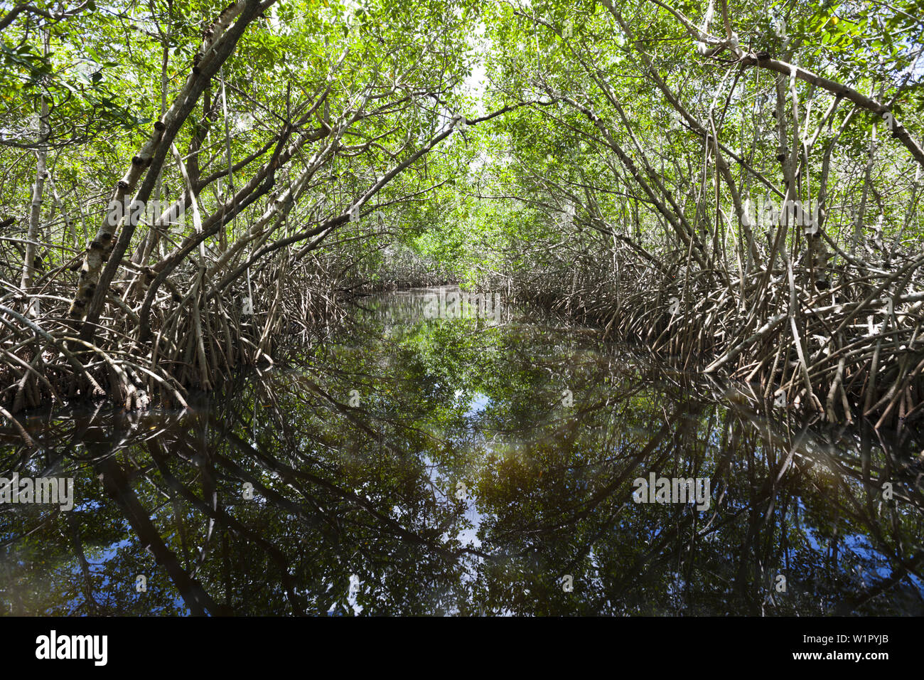 Mangroven, Cancun, Yucatan, Mexiko Stockfoto