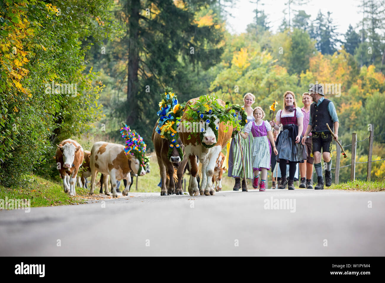 Gruppe von sennerinnen und Helfer in bayerischer Tracht mit prächtig dekorierten Kälber beim Almabtrieb Stockfoto