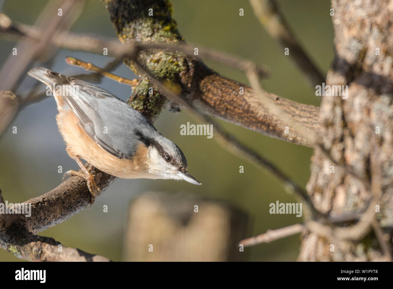 Deutschland, Bayern, Alpen, Oberallgaeu, Oberstdorf, Singvögel, Kleiber auf der Suche nach Essen, das Füttern der Vögel im Winter füttern Stockfoto
