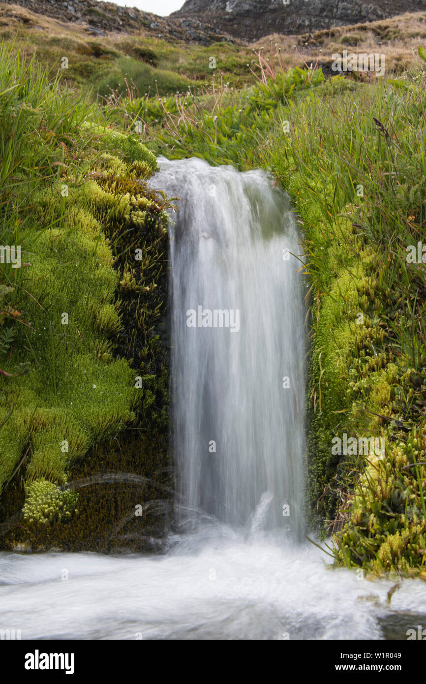 Ein kleiner Wasserfall fließt durch helle grüne Moose und Gräser, Stromness, South Georgia Island in der Antarktis Stockfoto