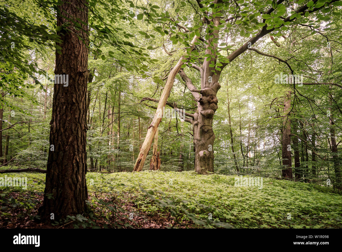 UNESCO-Weltkulturerbe Alte Buchenwälder Deutschlands, Serrahn, Müritz Nationalpark, Mecklenburg-Vorpommern, Deutschland Stockfoto