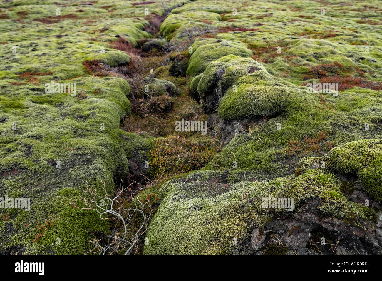 Grün bemoosten Lavafelder des südlichen Island Eldraun Lavafeld. Stockfoto