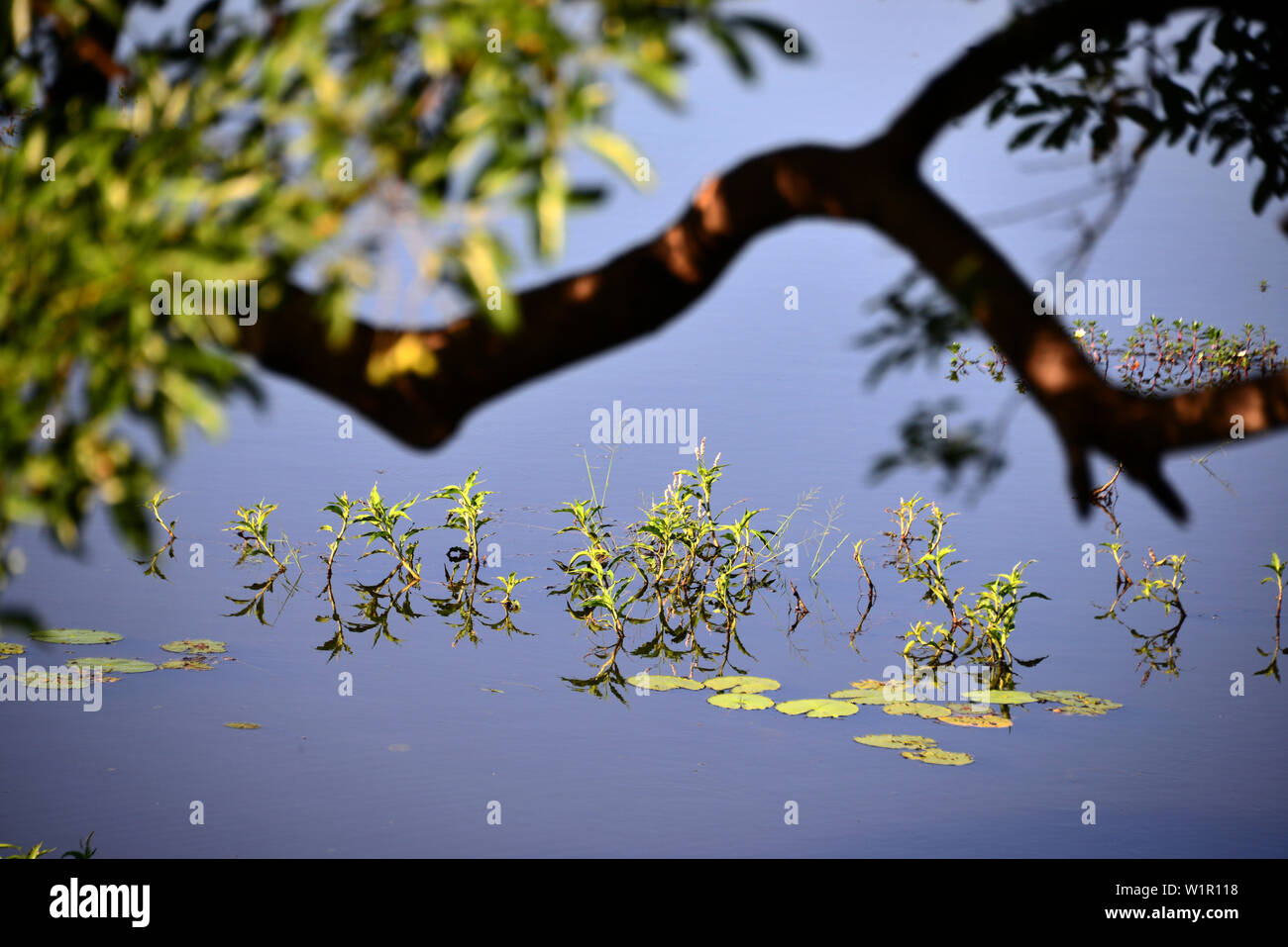 Landschaft unter den Felsen von Sigiriya, Sigiriya, Sri Lanka Stockfoto