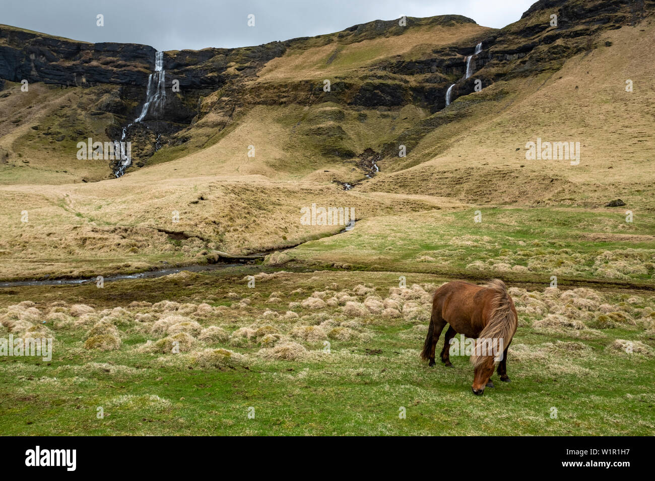Isländische Pferde grasen in einer Wiese im südlichen Island mit zwei Wasserfällen und einem Fluss im Hintergrund Stockfoto