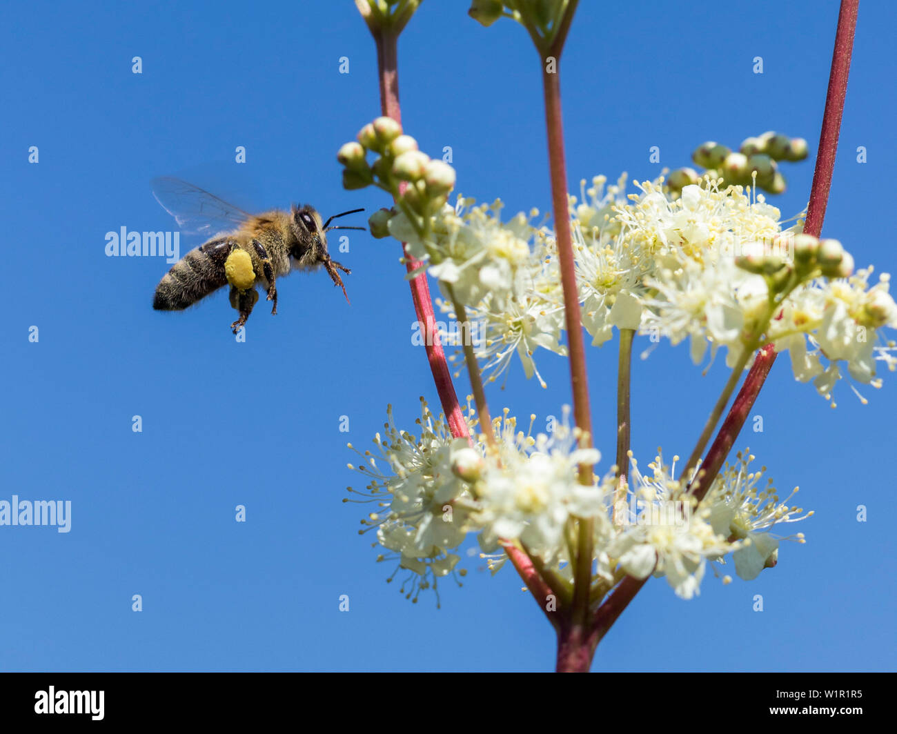 Honigbiene, Apis mellifera, Arbeiter, auf Filpendula Blume, Oberbayern, Deutschland, Europa Stockfoto