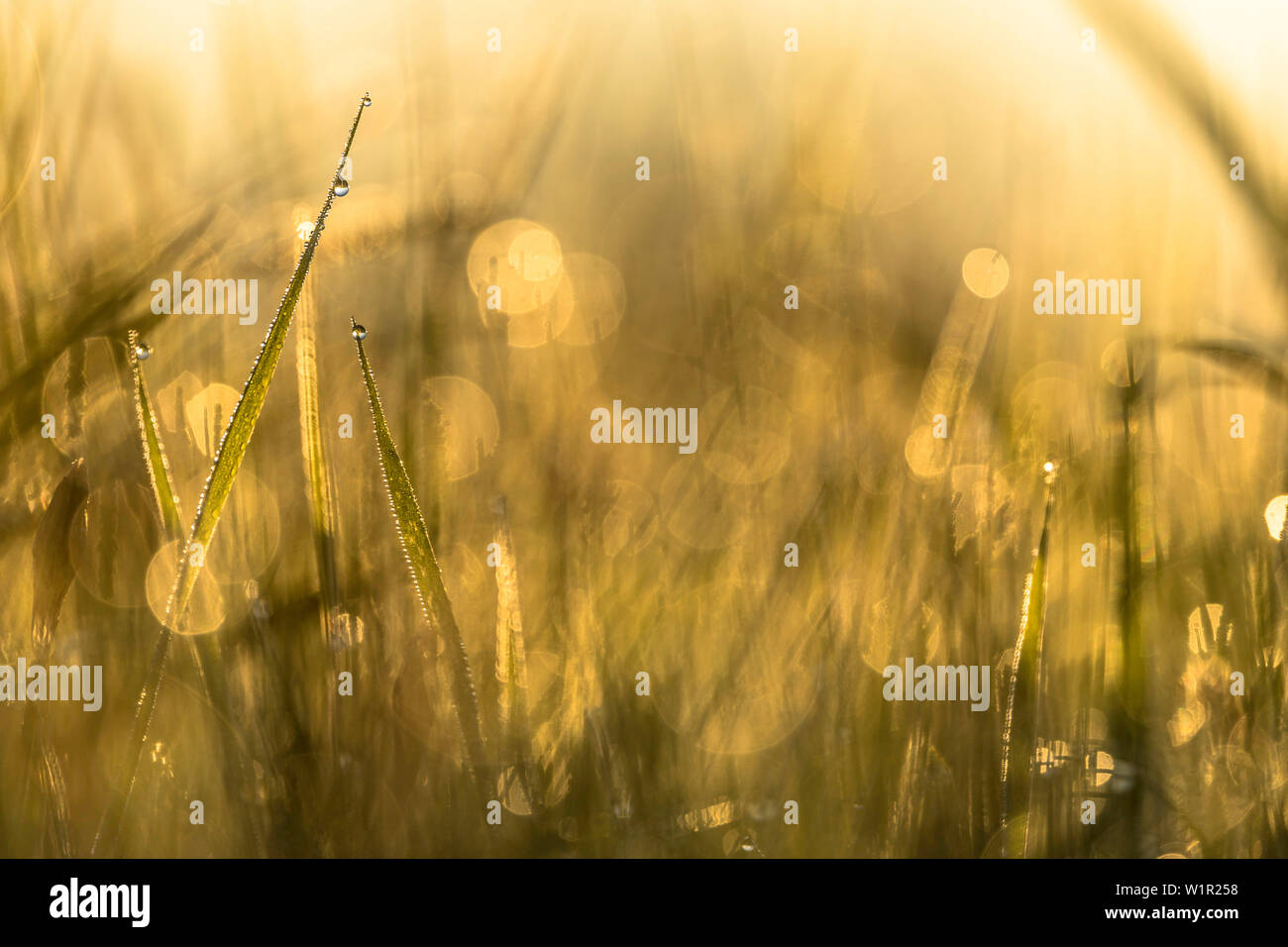 Biosphärenreservat Spreewald, Brandenburg, Deutschland, Naherholungsgebiet, Wüste, wilde Wiese mit Grashalmen und Tau Tropfen bei Sonnenaufgang, Dämmerung, Flo Stockfoto