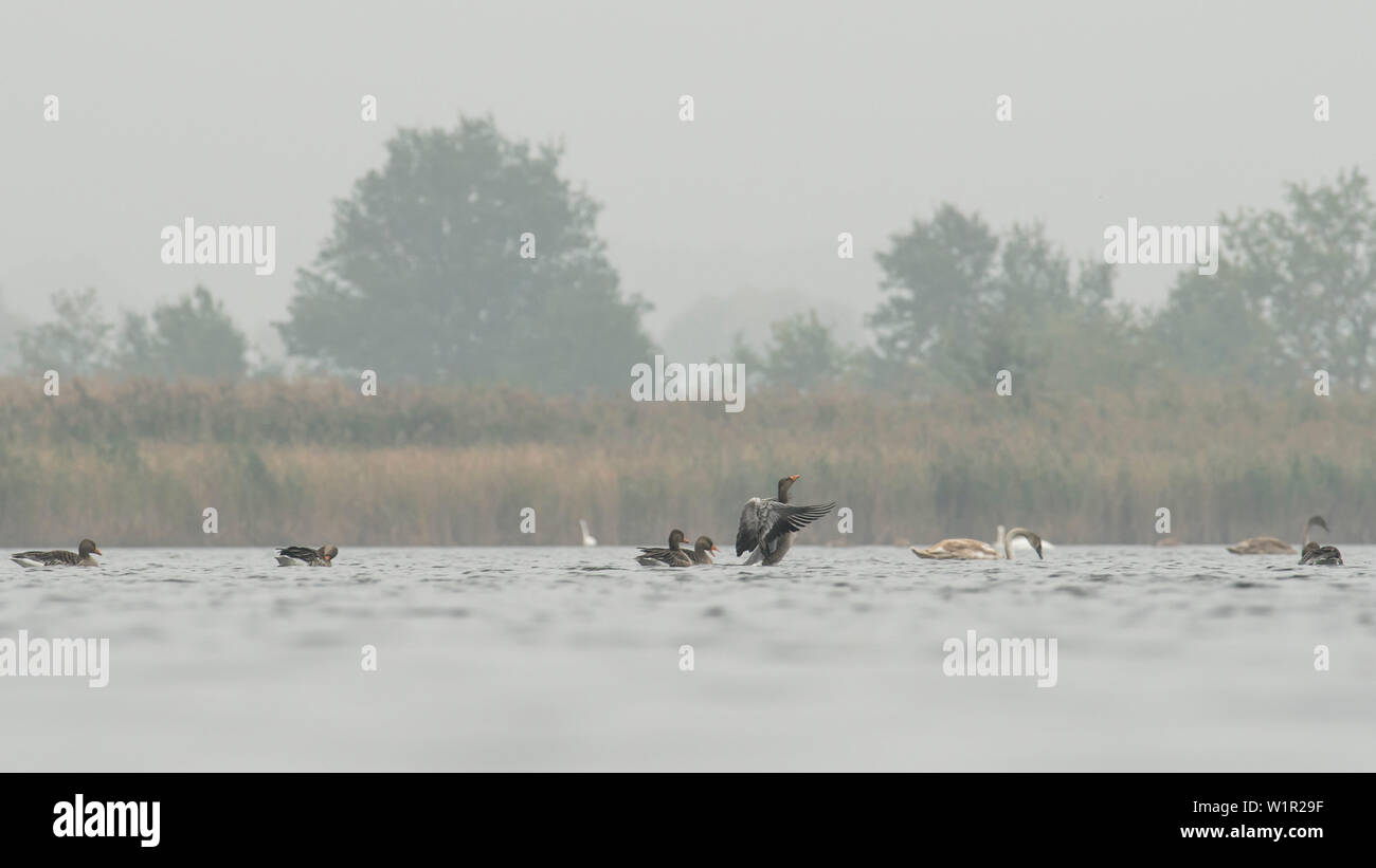 See am Teich mit schlafenden Vögel, Vogelzug, Herbst