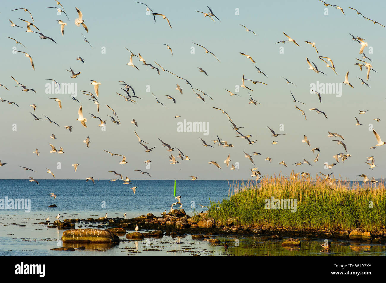 Schwarm shorebirds fliegt., Schweden Stockfoto