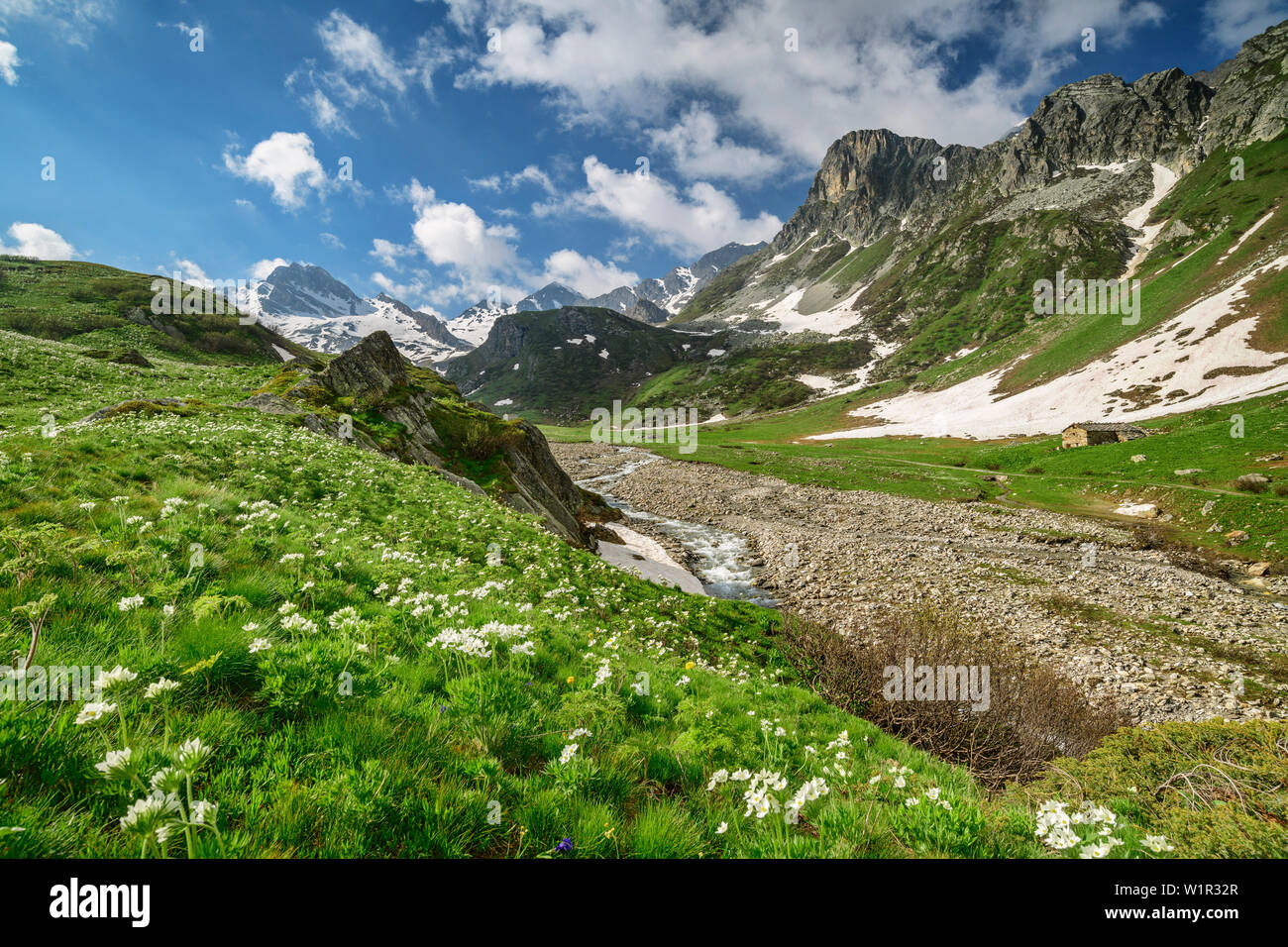 Alpine Anemonen und Narzissen Anemone mit Cottischen Alpen im Hintergrund, das Tal Val Varaita, Cottischen Alpen, Piemont, Italien Stockfoto