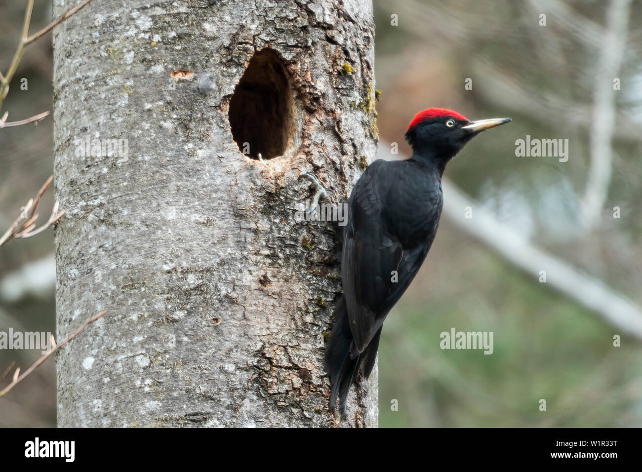 Schwarzspecht, dryocopus Martius, männlichen nesthole, Bayern, Deutschland, Europa Stockfoto