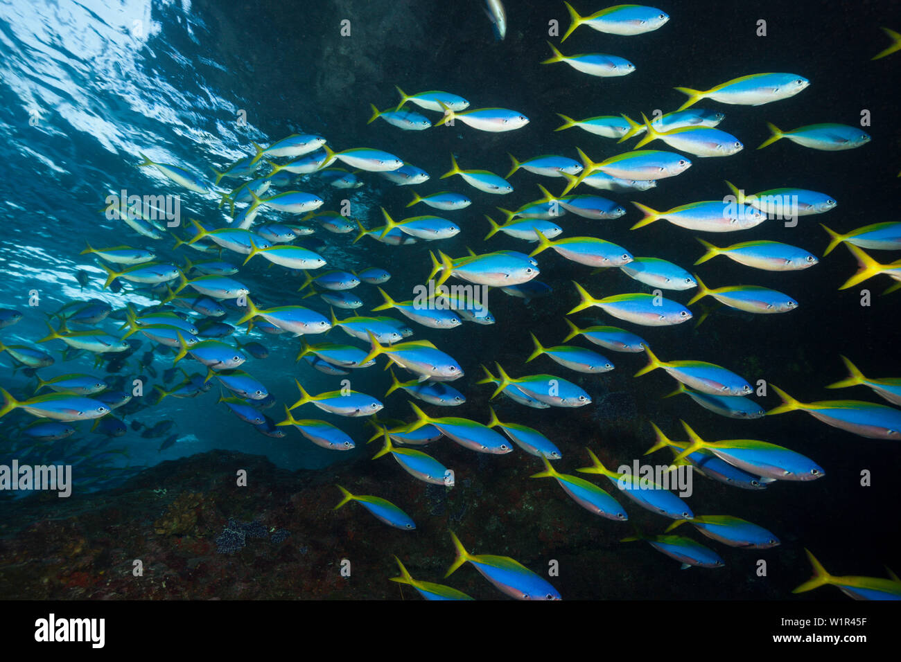 Schwarm von Yellowback Fusilier, Caesio teres, Christmas Island, Australien Stockfoto