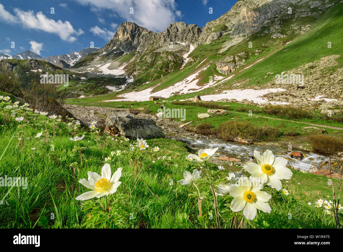 Alpine Anemonen mit den Cottischen Alpen im Hintergrund, das Tal Val Varaita, Cottischen Alpen, Piemont, Italien Stockfoto