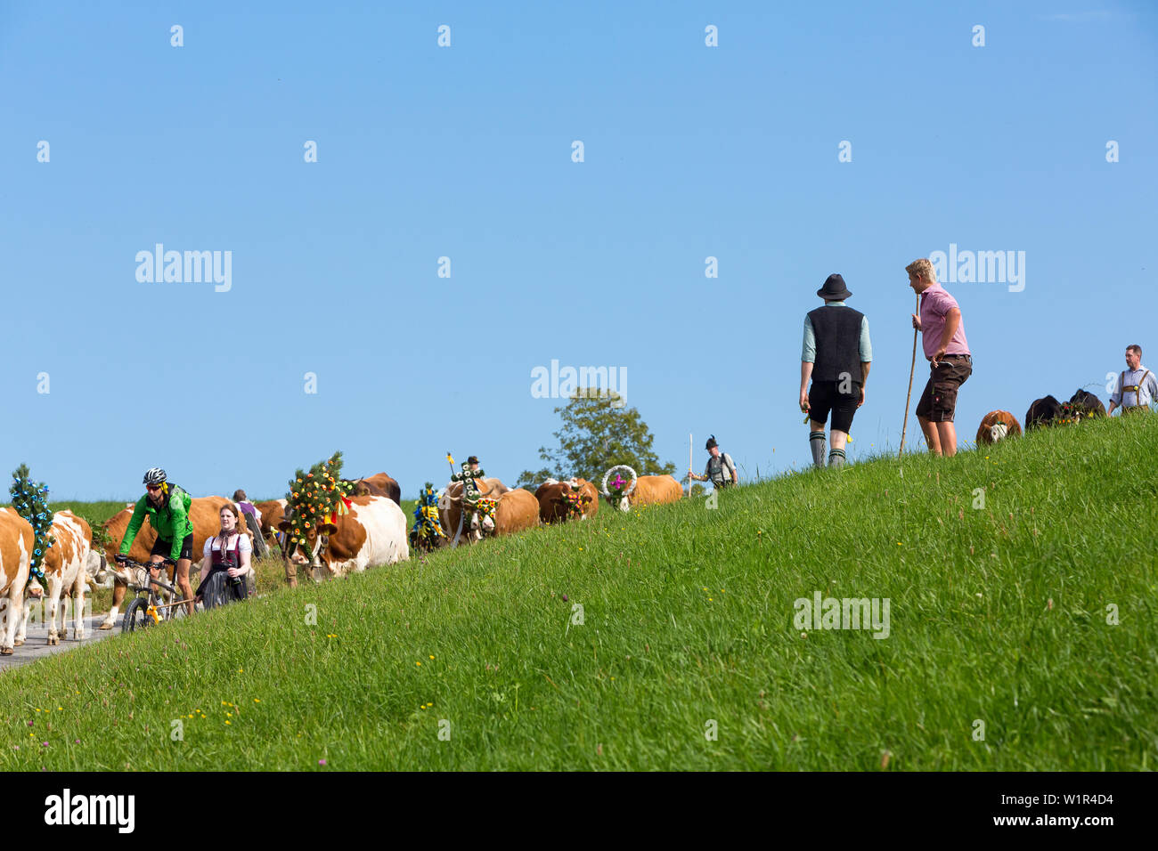 Gruppe von Helfern in bayerischer Tracht mit reich verziert mit großen Glocken; eine intervenierende Mountainbiker wenn Rinder Kälber Stockfoto