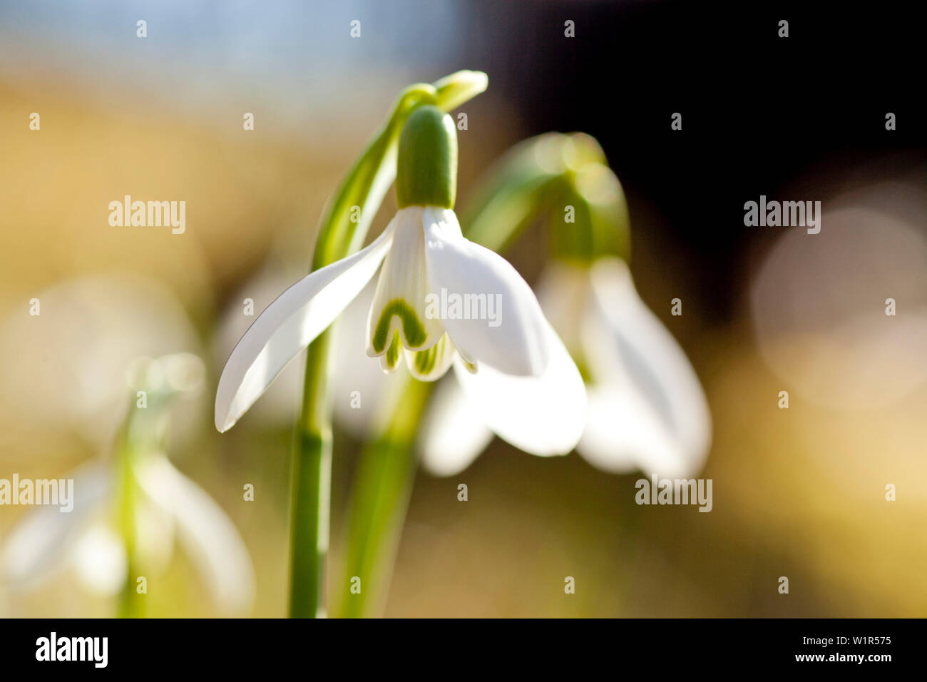 Nahaufnahme der snowdrop Blumen blühen im Frühjahr in der Nähe von Frankenau, Hessen, Deutschland, Europa Stockfoto