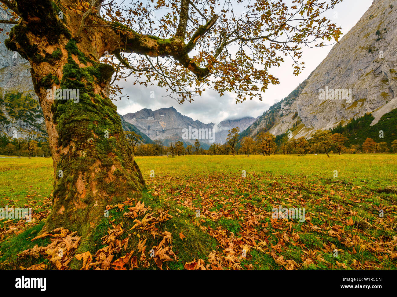Blätter im Herbst in der Region Großer Ahornboden, Tirol, Österreich Stockfoto