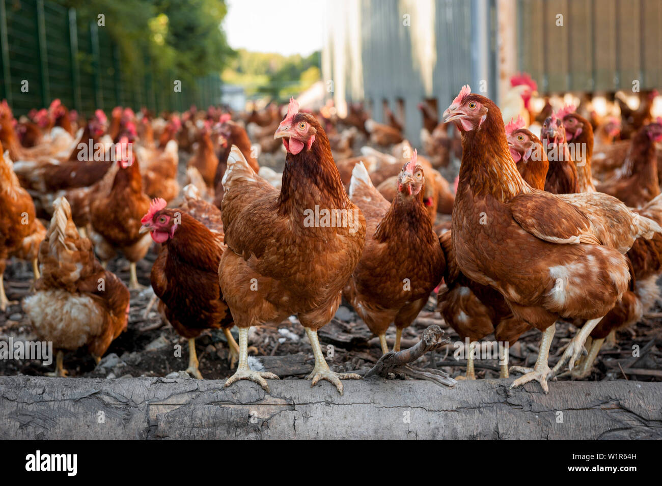 Freier Bereich Masthühner, Legehennen, Landwirt, organische, Landwirtschaft, Landwirtschaft, Bayern, Deutschland, Europa Stockfoto