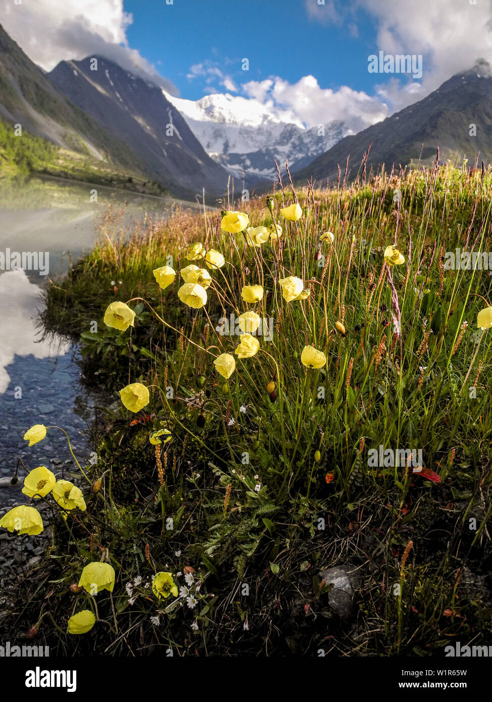 Blumen in der Nähe von See, Kara-Tyurek Akkemskoye steht, Belucha, Altai, Sibirien, Russland Stockfoto