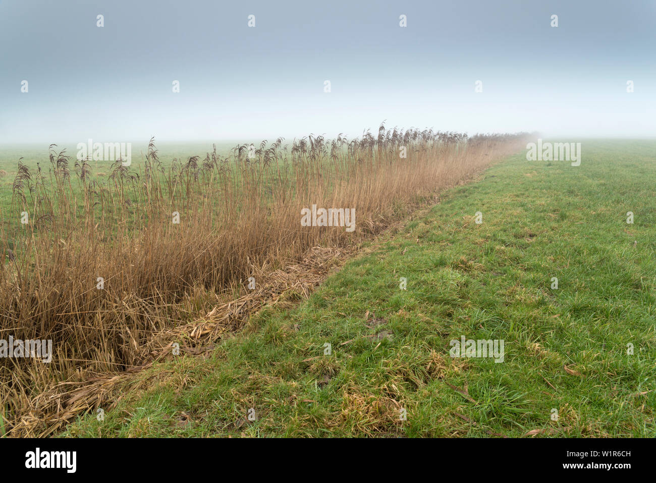 Weide, Nebel, Schilf, Dykhausen, Sande, Friesland, Niedersachsen, Deutschland, Europa Stockfoto