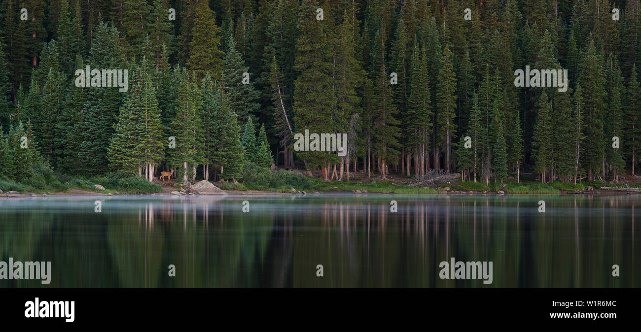 Rotwild am Ufer des Brainard See, Colorado, USA Stockfoto