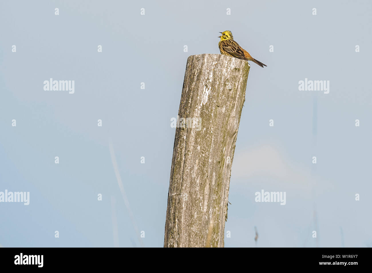 Vogel sitzt auf einem Post, Biosphärenreservat, Sommer, Kulturlandschaft, Spreewald, Brandenburg, Deutschland Stockfoto