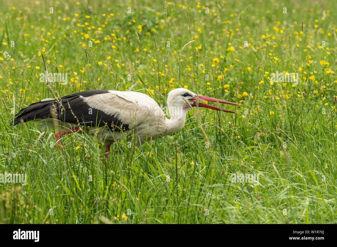 Biosphärenreservat Spreewald, Brandenburg, Deutschland, Wüste, Storch, Storch klappern, Weißstorch in der Mitte einer wilden Wiese, Blumen wiese Stockfoto