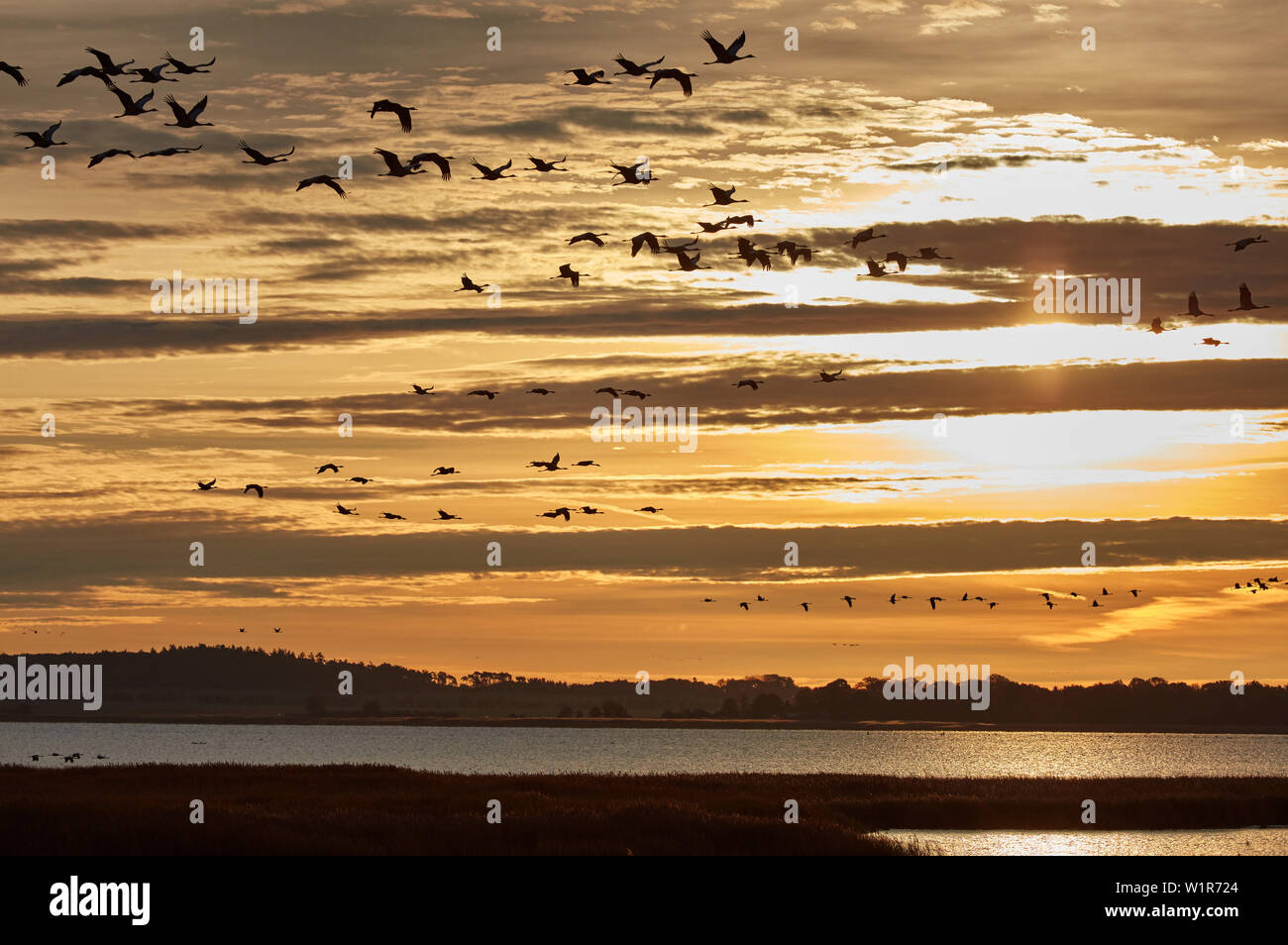 Herbstzug der Kraniche im Nationalpark Vorpommersche Boddenlandschaft, Mecklenburg-Vorpommern, Deutschland Stockfoto