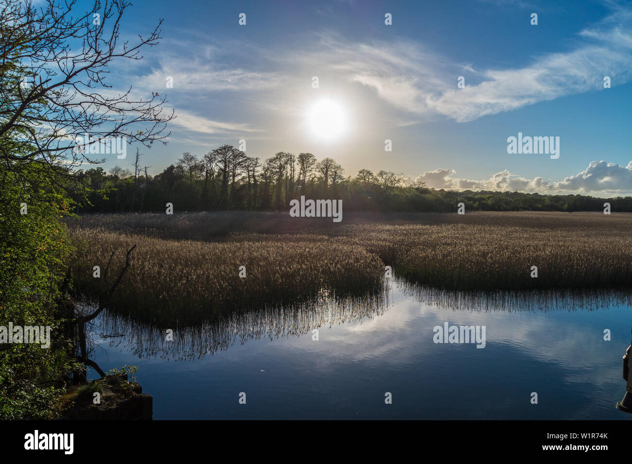 Lymington River Website von besonderem wissenschaftlichen Interesse (SSSI) Lymington, Hampshire, England Stockfoto