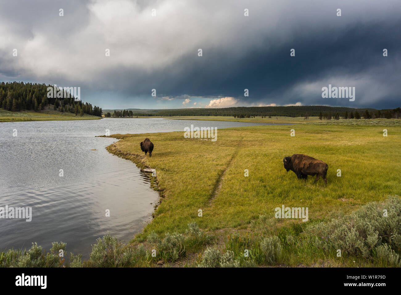 Büffel in Gewitterstimmung in den Yellowstone National Park, Wyoming, USA Stockfoto