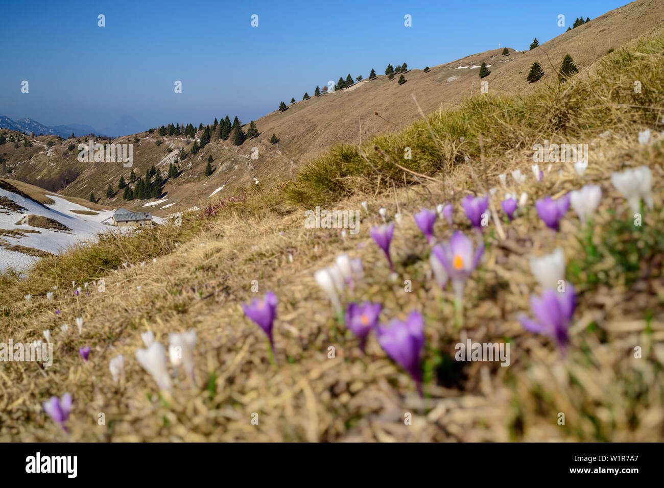 Krokusse blühen im Alpine Meadow, Monte Caret, Gardasee, Gardasee Berge, Trentino, Italien Stockfoto