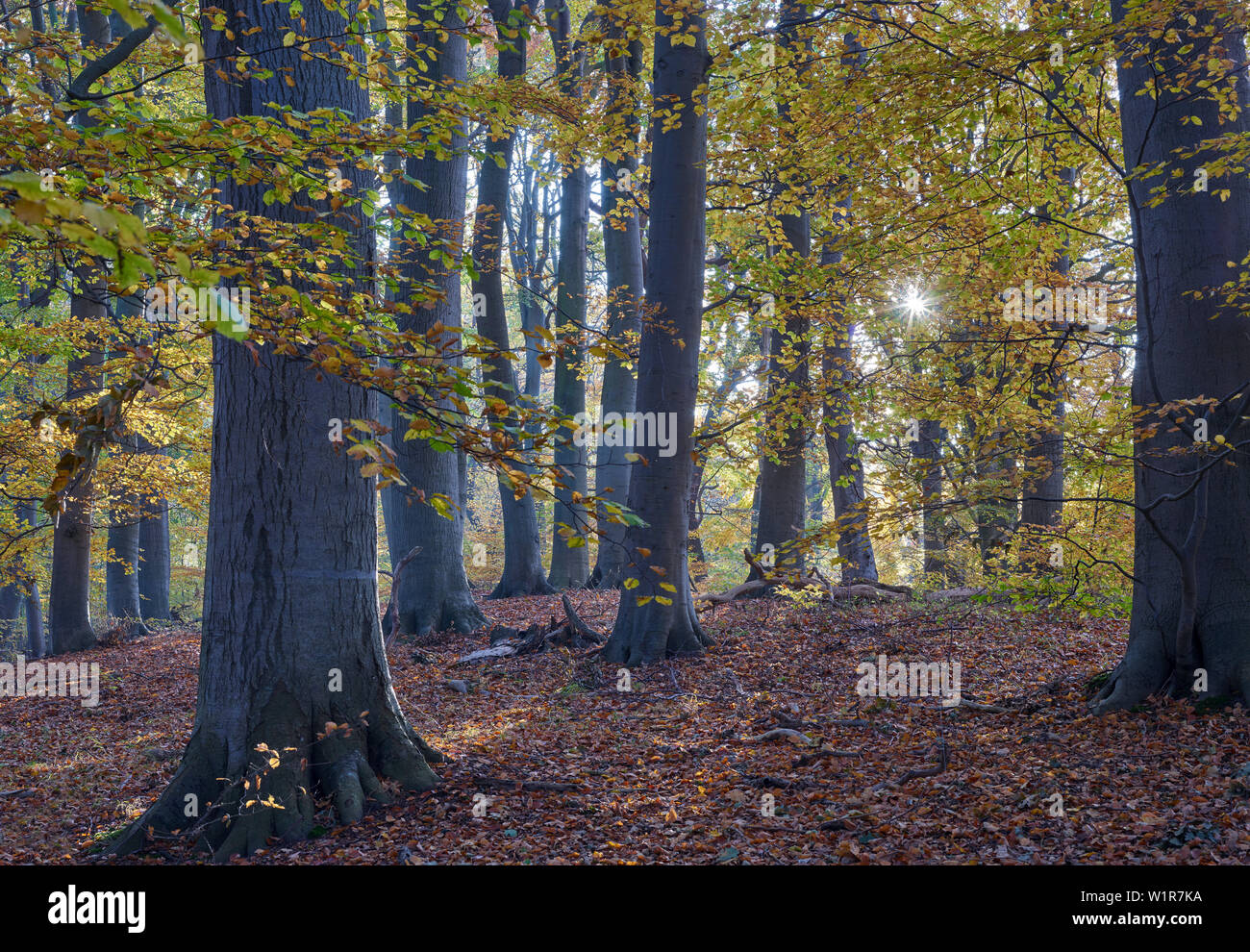 Herbst Buchenwälder, Insel Rügen, Insel Vilm, Deutschland Mecklenburg-Vorpommern Stockfoto