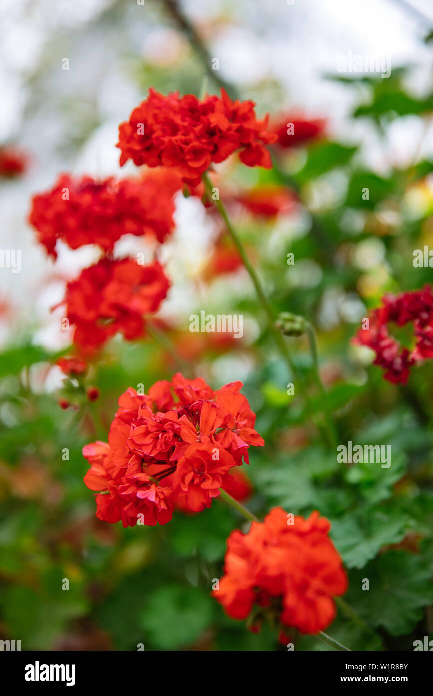 Schöne rote Sardinien Blumen, Pflanzen und Garten in Bodrum Stadt der  Türkei. Blick auf den wunderschönen Garten im Sommer in der Stadt Bodrum  Türkei Stockfotografie - Alamy