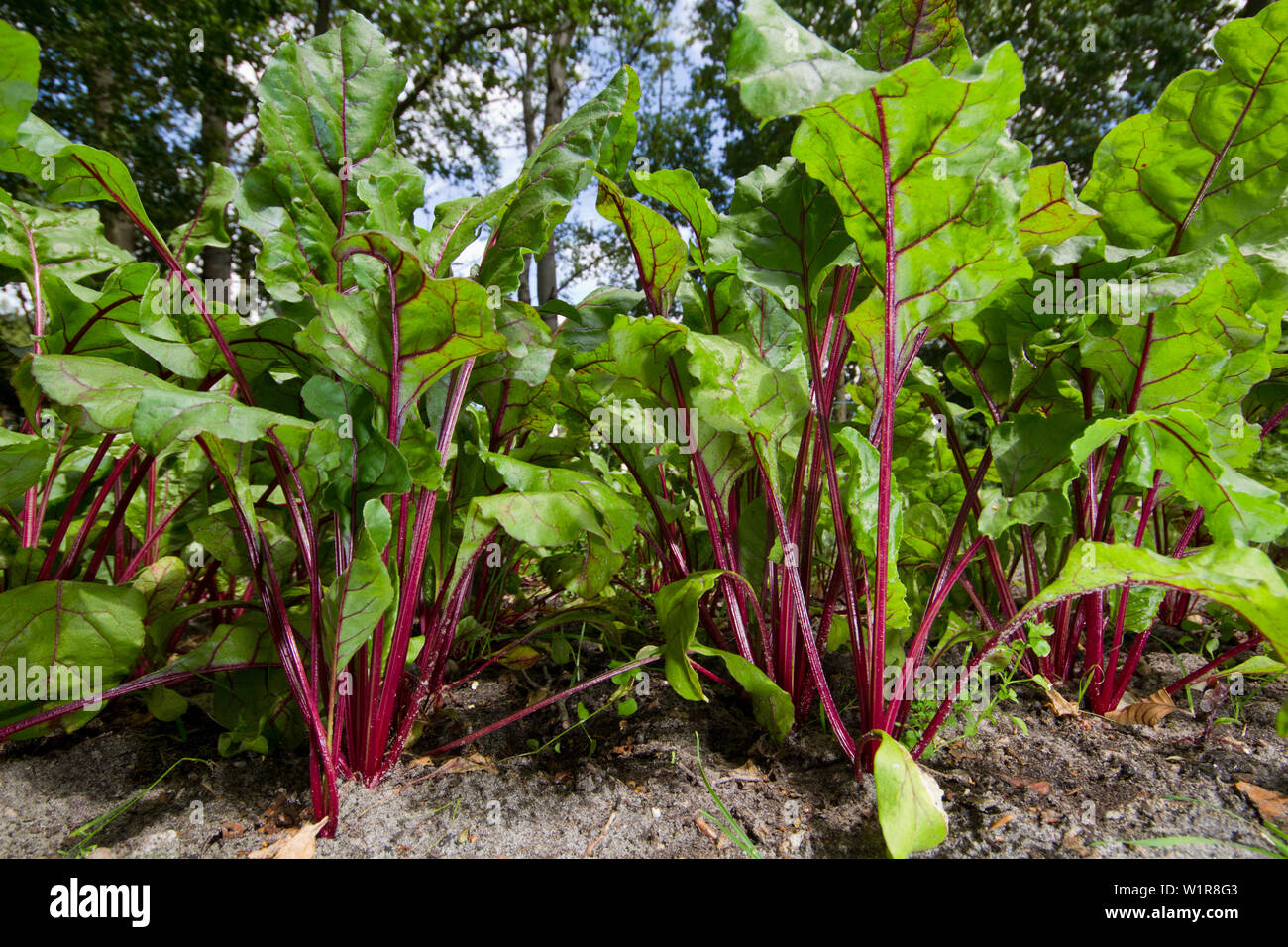 Blick in den Bereich der roten Rüben, Beta vulgaris Stockfoto