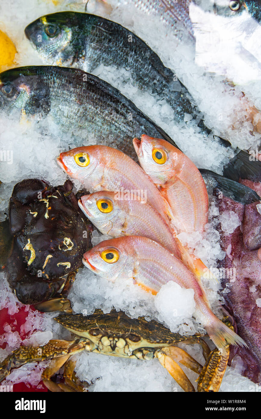 Meeresfrüchte auf Eis am Fischmarkt. Frische und rohe Fische auf Eis. Stockfoto