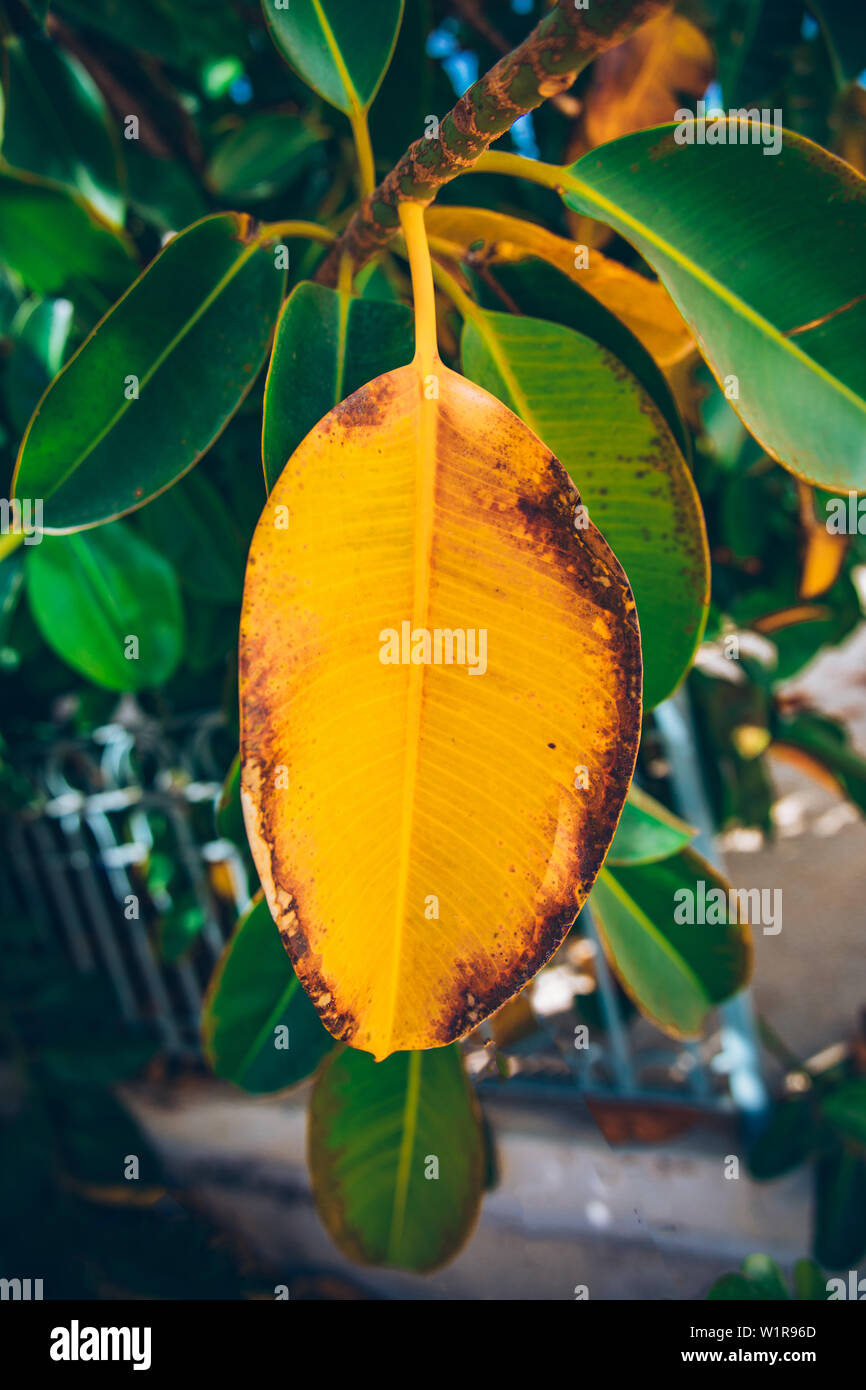 Schne Picus oder Gummi baum Blatt und Garten in Bodrum Stadt der Trkei.  Blick auf den wunderschnen tropischen Gummi Baum Bltter in der  Sommersaison in der Stadt Bodrum T Stockfotografie - Alamy