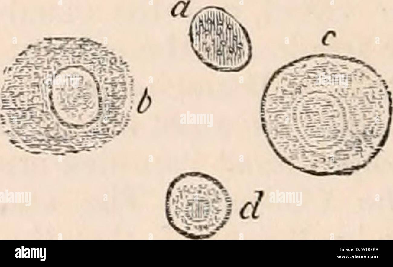 Archiv Bild von Seite 45 Der cyclopaedia von Anatomie und. Die
