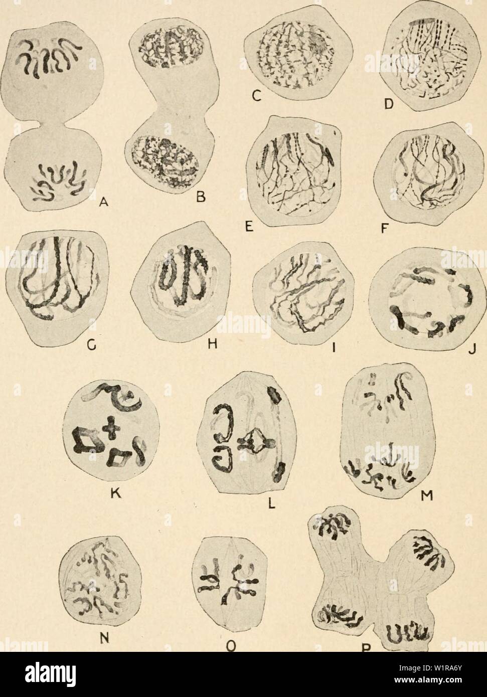 Archiv Bild von Seite 47 der Zytologie, mit besonderem Bezug auf. Zytologie, mit besonderem Bezug auf die metazoan Kern cytologywithspec 00 agar Jahr: 1920 32 Chromosom Bereichen ZYTOLOGIE CHAP. ihre Identität verlieren, ist offensichtlich ein sehr schwierig, ein Bild. 14. In der Phase der Meiose rmle Tcropteris oniscni iiier. afsingTntcl A, B, telophases des letzten pre-Meiotischen (Pptogom) mitos C, JJPe Stadium; I, d'iplotene Stadium; tiXSSipU - iotic I.; L.. etaphase I.; M. in der anaphase I; N, prophase II. ;O, Metaphase II, P, telophase n.. Wilson, jedoch (1912), der das Schreiners 'eigenen Mate geprüft Stockfoto