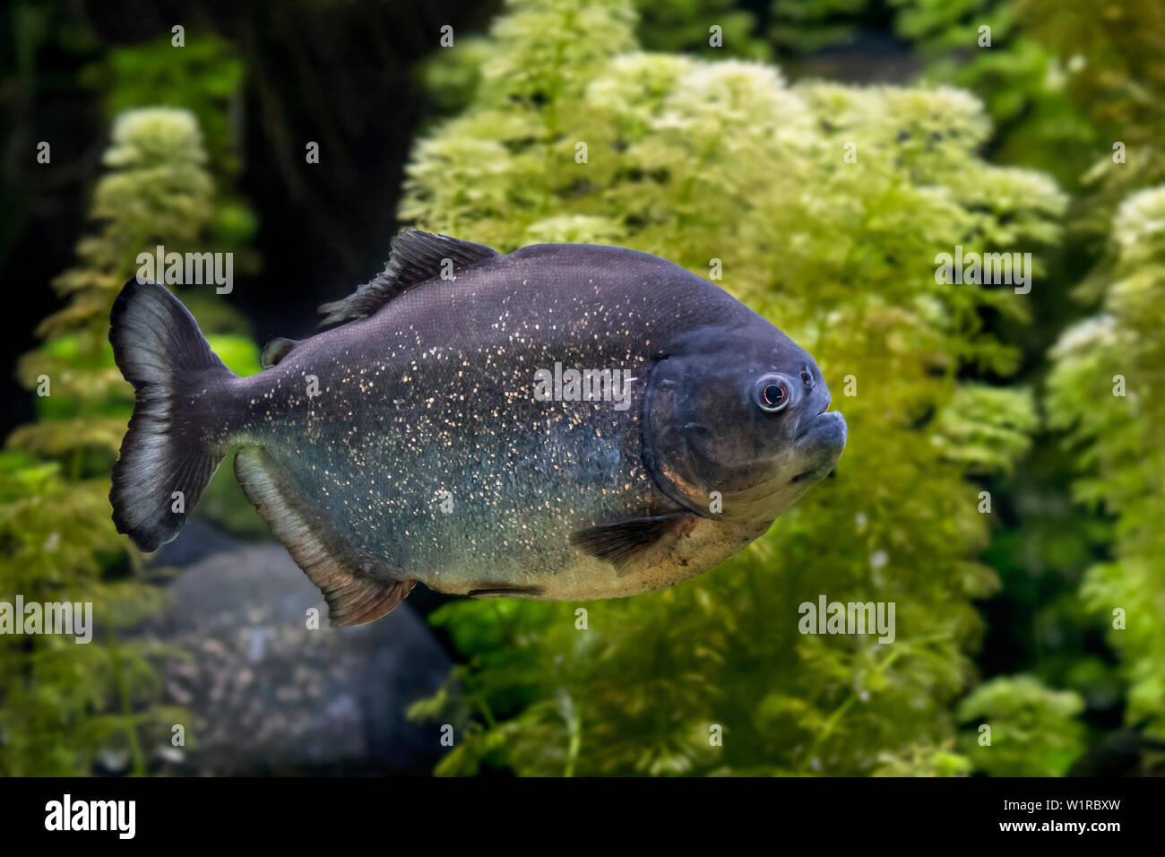 Red-bellied Piranha/roter Piranha (Pygocentrus nattereri/Serrasalmus nattereri) Schwimmen, beheimatet in Südamerika Stockfoto