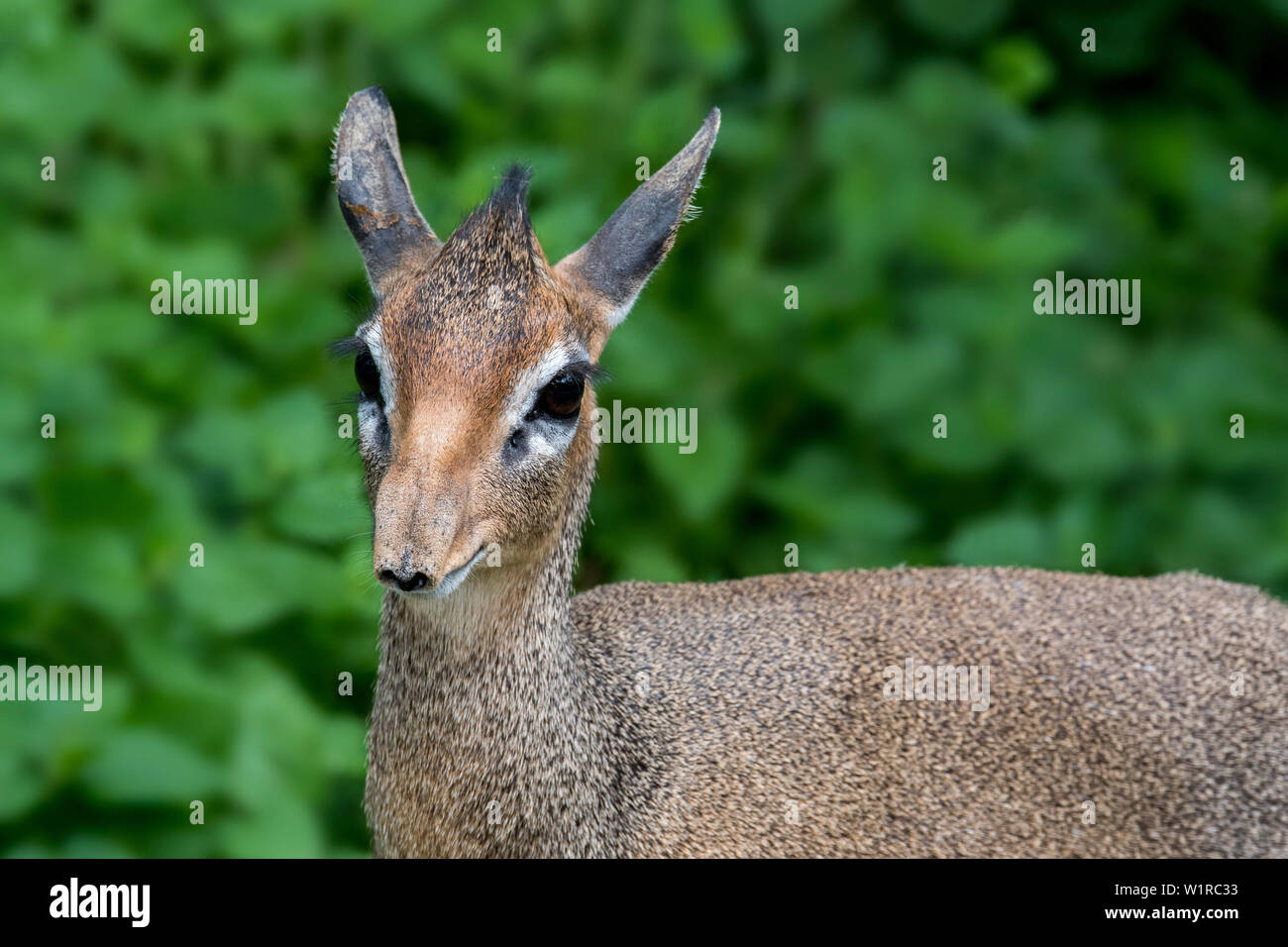 Kirk's Dik-dik (Madoqua Kirkii) Weiblich, kleine Antilopen beheimatet in Ostafrika Stockfoto