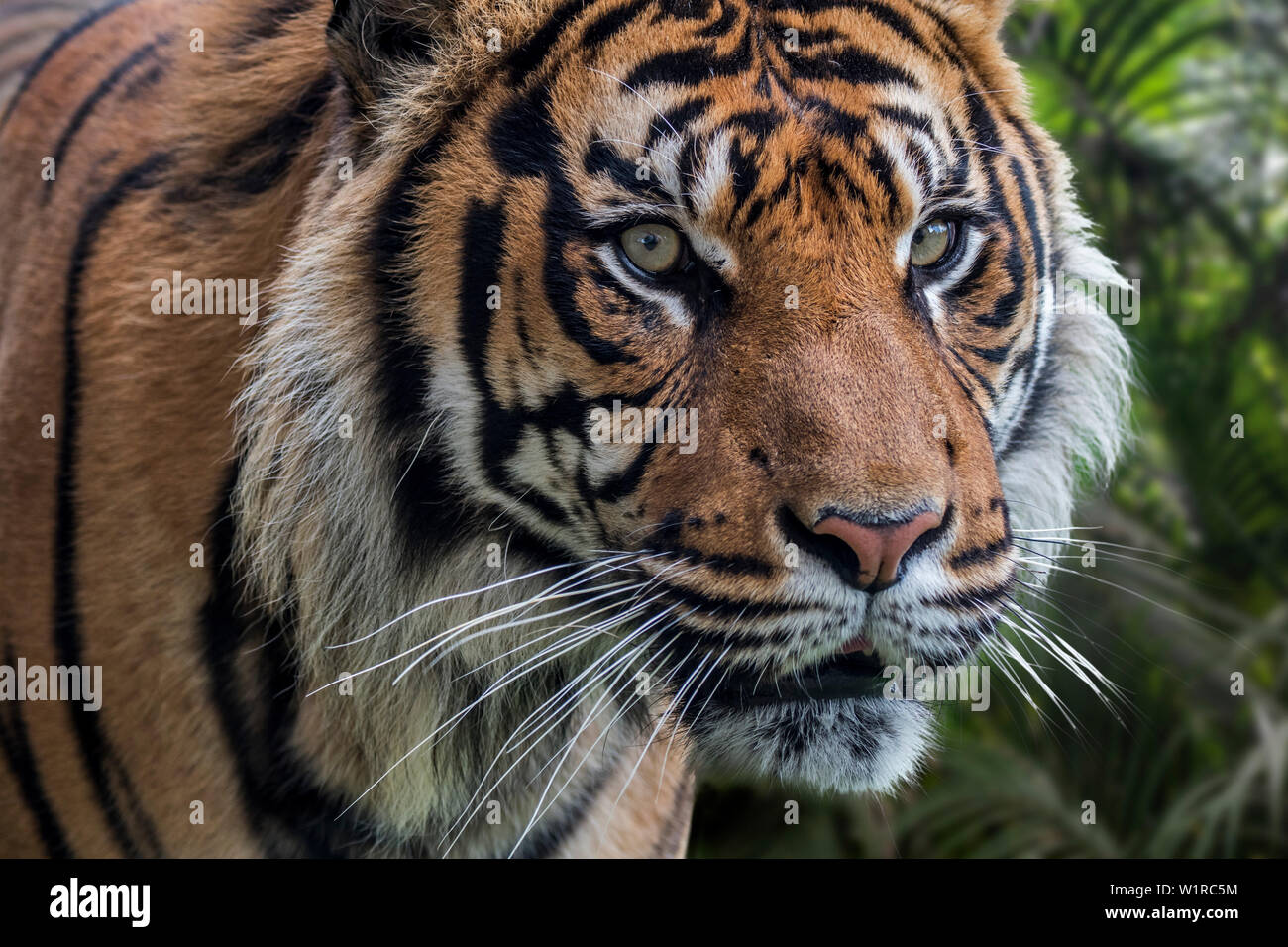 Sumatra-tiger (Panthera tigris sondaica) native auf der indonesischen Insel Sumatra, Indonesien Stockfoto