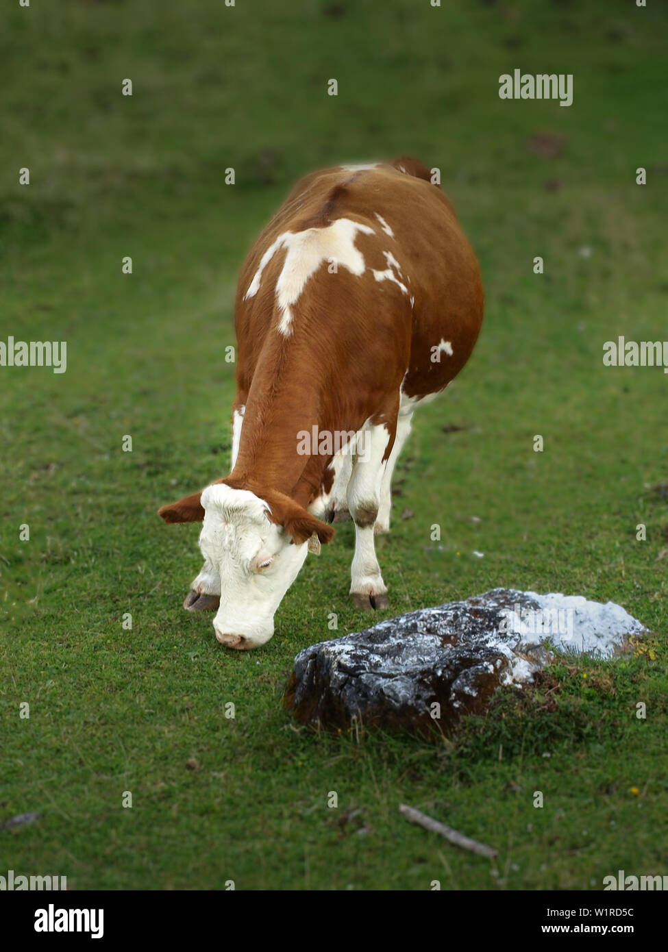 Alpine Kuh grasen auf der grünen Wiese in den österreichischen Alpen Stockfoto